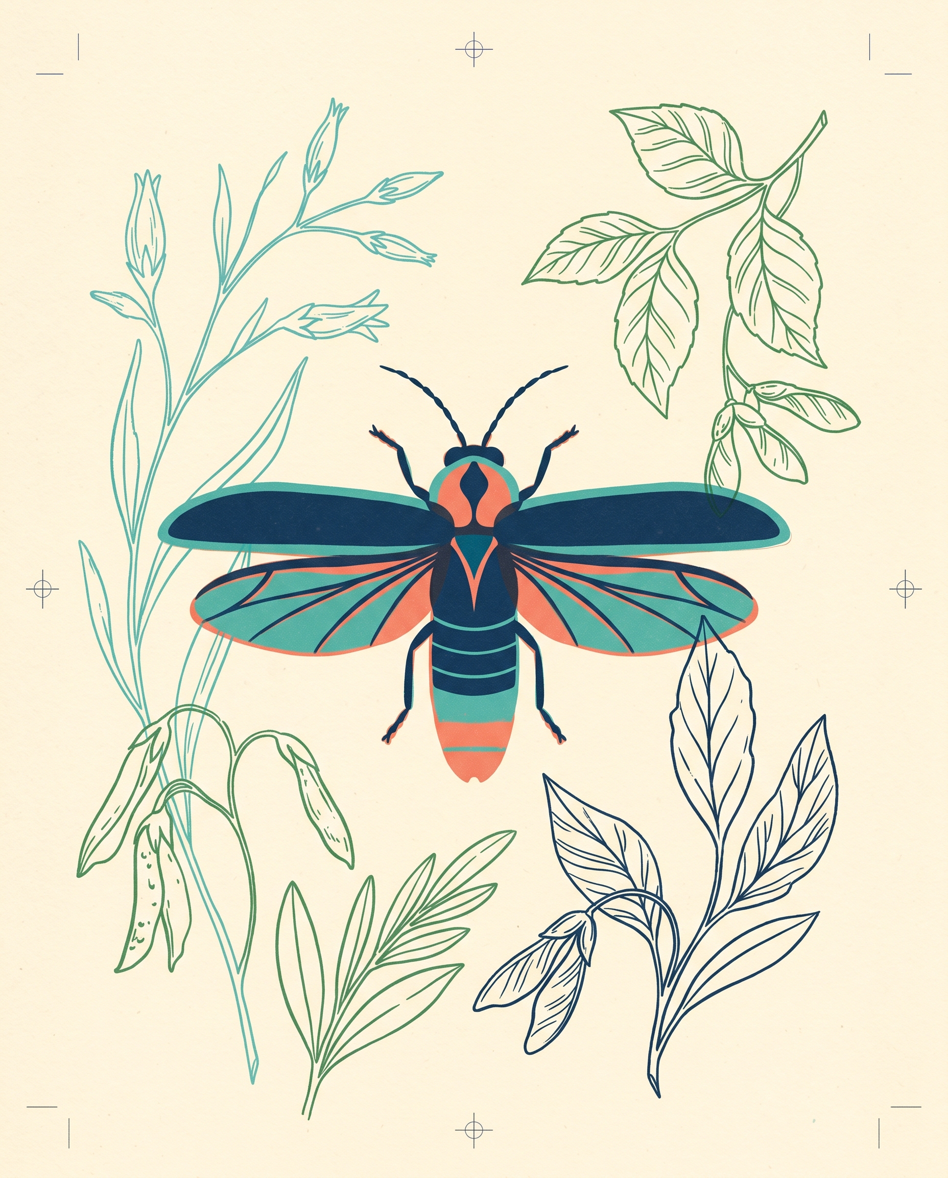 Riso botanical specimen illustration of a firefly
